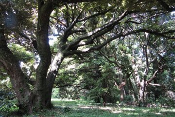 В парке много больших деревьев, создающих тень