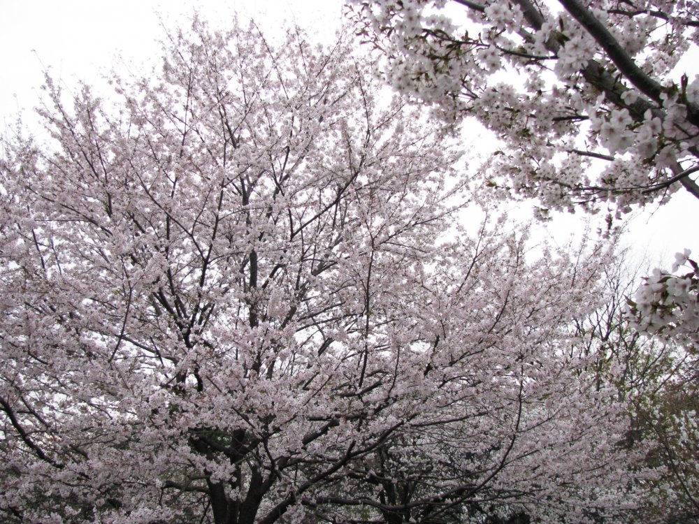 Sakura is an amazing sight