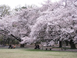 Hanami is an important Japanese tradition