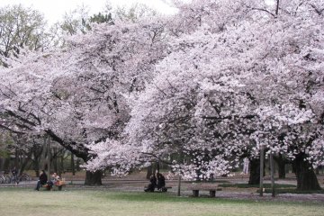 Hanami is an important Japanese tradition