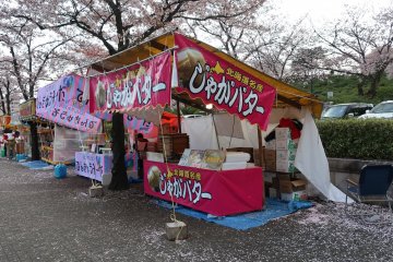 The sakura or cherry blossom festival in April