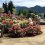 Kofu Valley's Herb &amp; Rose Garden