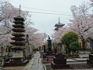หลุมฝังศพโบราณกับเจดีย์ห้าชั้นที่เก่าแก่ที่สุดในโตเกียว 
