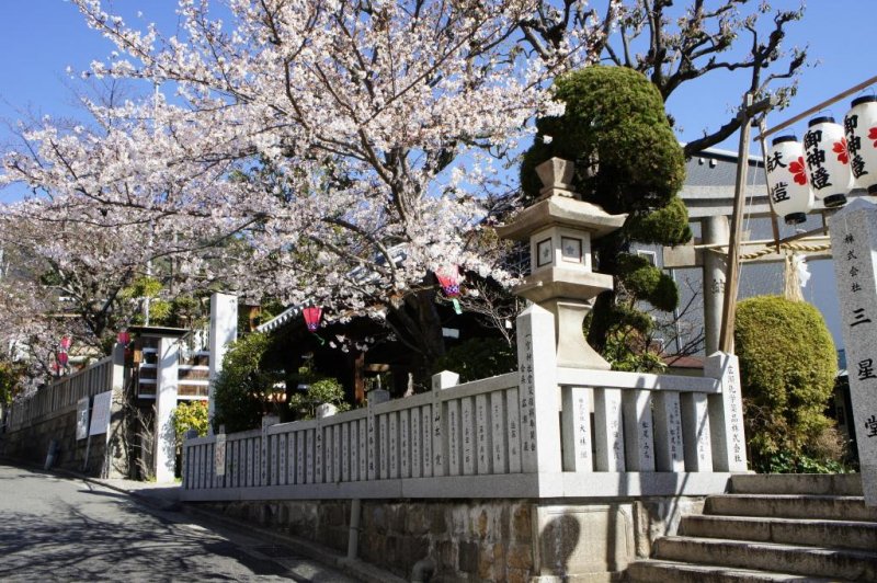 The shrine during the cherry blossom season