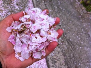 Cánh hoa rơi xuống trên đường phố Kitano ở Ichinomiya