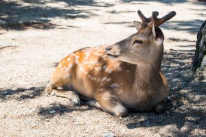 One of Nara Park's many friendly deer. 