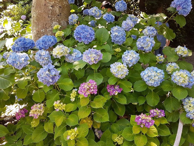 ดอกอะจิไซ (Ajisai) หรือ ดอกไฮเดรนเยีย ที่บางคนยกย่องให้เป็น 'ดอกไม้แห่งสายฝน'