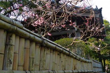 Plum blossoms in spring