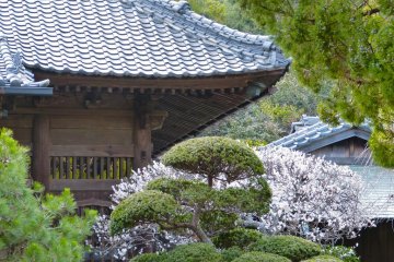 Main hall and white plum blossoms