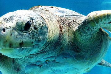 Get Close and Personal to the Giant Tortoise in the outdoor pool at Okinawa Churaumi Aquarium and Theme Park