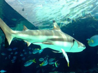 ฉลามผู้ปราดเปรียว ก็อาศัยอยู่รวมกับเหล่าฝูงปลาตัวอื่นๆ ที่พิพิธภัณฑ์สัตว์น้ำและ สวนสนุก ชูราอุมิ โอกินาว่า