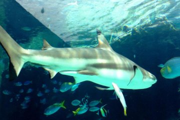 Elegant Sharks coexist with schools of fish at the Okinawa Churaumi Aquarium and Theme Park