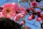 Plum Blossoms in Rural Odawara