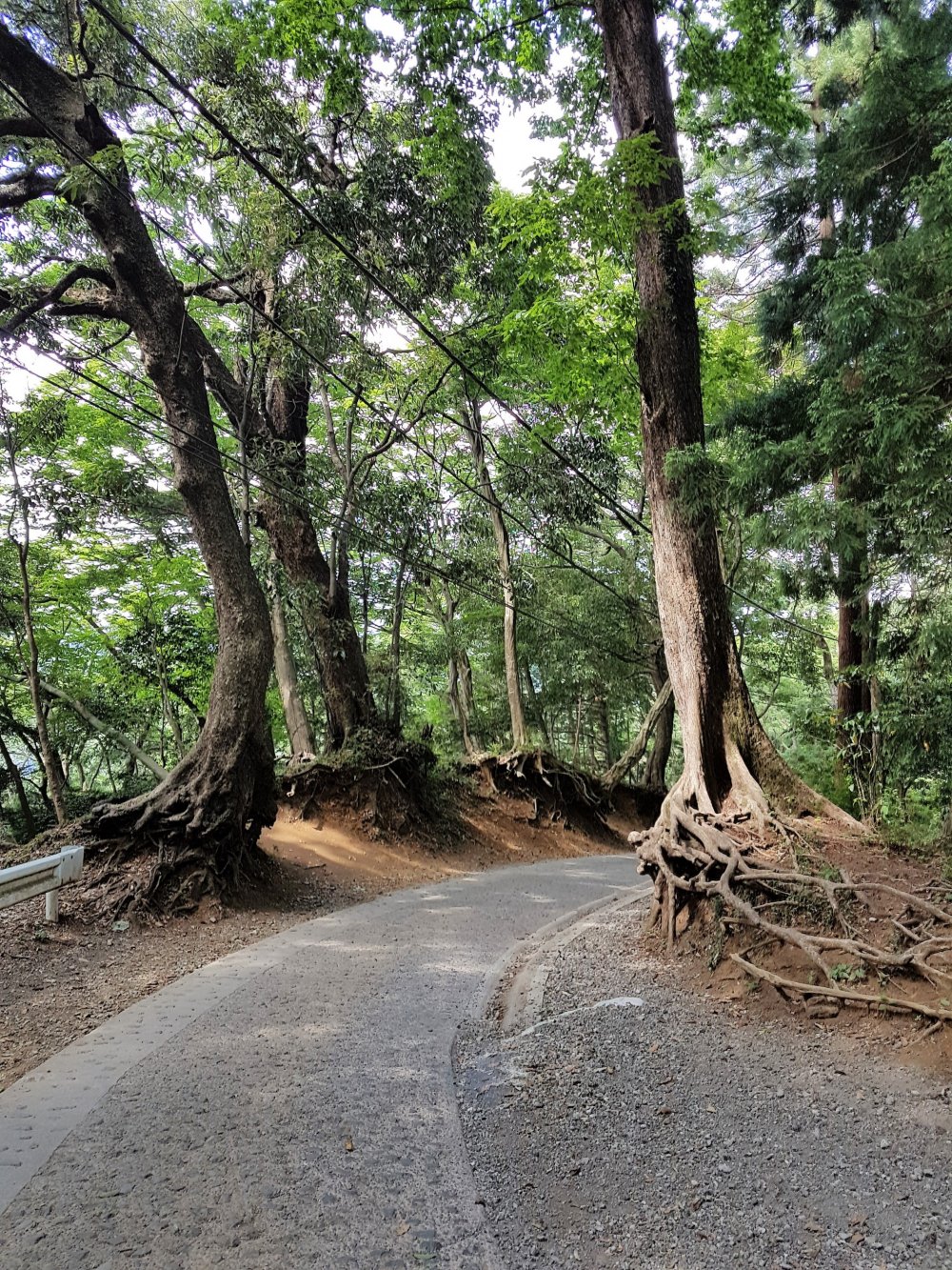  ต้นสนญี่ปุ่นหรือต้นซุกิบางต้นมีรากโผล่ขึ้นมาเหนือดิน คนญี่ปุ่นจึงให้ชื่อว่า'ทะคะโอะ-ซุกิ' (Tako-sugi) หรือต้นสนปลาหมึกยักษ์ 