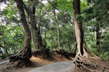  ต้นสนญี่ปุ่นหรือต้นซุกิบางต้นมีรากโผล่ขึ้นมาเหนือดิน คนญี่ปุ่นจึงให้ชื่อว่า'ทะคะโอะ-ซุกิ' (Tako-sugi) หรือต้นสนปลาหมึกยักษ์ 
