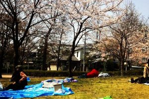 Hanami picnic area