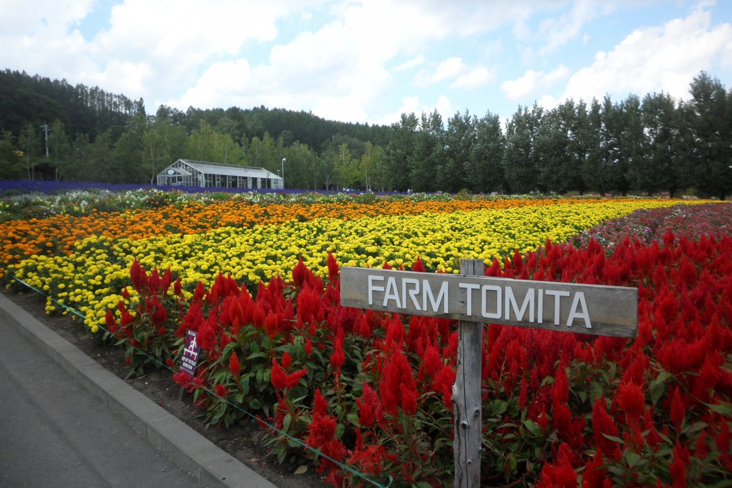 Perkebunan Tomita yang terkenal di Furano