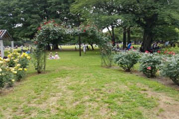 สวนกุหลาบในสวนโยะโยะกิ (Yoyogi)