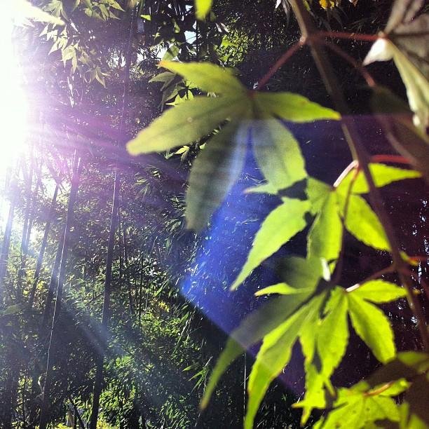 ใบโมมิจิ ป่าไผ่ และแสงอาทิตย์