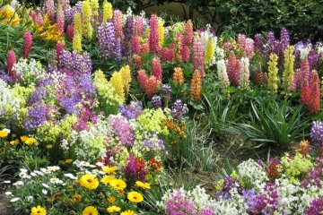 Разнообразные цветы в парке Асикага