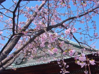 Mùa xuân tại đền Gokukuji
