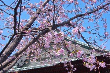 Spring-time at Gokukuji Temple