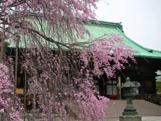 Cherry blossoms on the temple grounds
