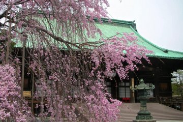 Cherry blossoms on the temple grounds