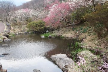 Plum Blossoms In Yugawara