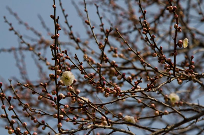 <p>Some plum blossoms were only about to get started</p>