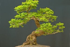 The perfect bonsai