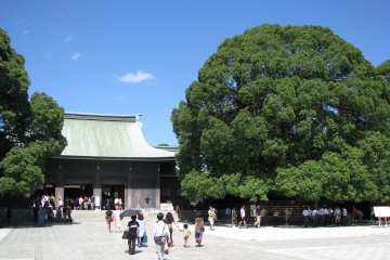 Главный храм и священное дерево
