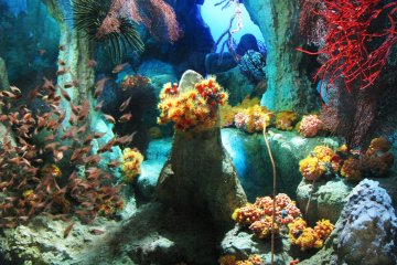Разнообразные морские растения