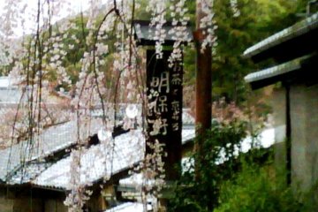 Weeping Cherry of Sannenzaka and Ninenzaka moments from Gion Kyoto