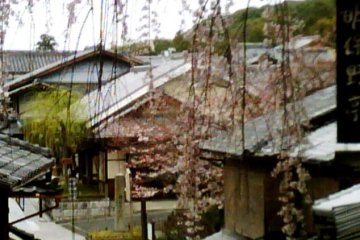 <p>ดอกซากุระแบบห้อยย้อยที่ Sannenzaka และ Ninenzaka ระหว่างทางจากกิออนและฮิกะชิยะมะ เกียวโต</p>