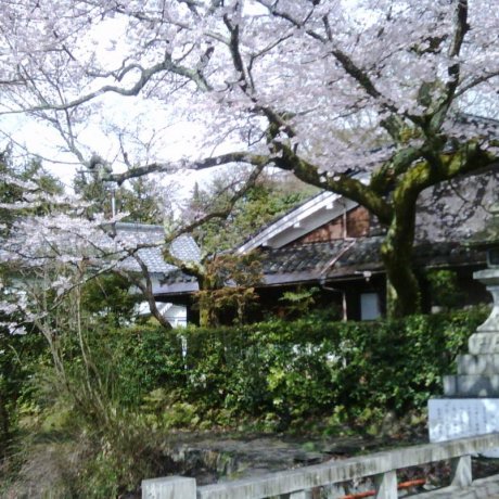 Sakura di Sannenzaka &amp; Ninenzaka