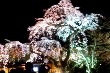 The Weeping Cherry steals the show at night fall at Gion Shirakawa in Springtime
