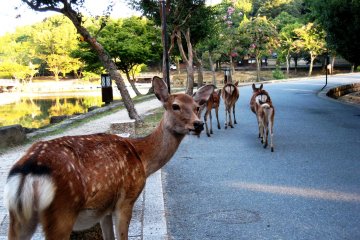 Close encounters with the wildlife on the way to Nara