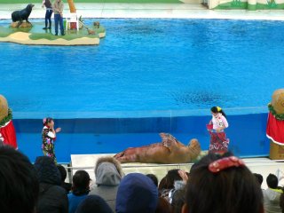 Sư tử biển thực hiện chống đấy ở buổi trình diễn thú biển. Chú hải cẩu đằng sau đang chuẩn bị sẵn sàng cho phần diễn của mình.