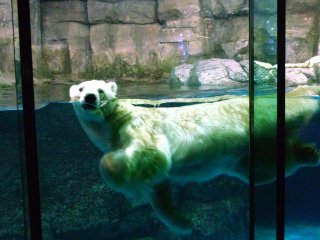 A lone polar bear swimmng