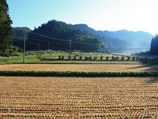 Autumn: A misty October morning, and stacks of harvested rice hang out to dry in the fields. Agriculture is one of the main industries in Kaneyama, and many fields are still tended by hand.