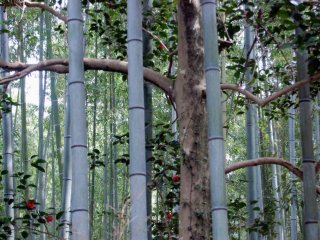 Bamboo bars