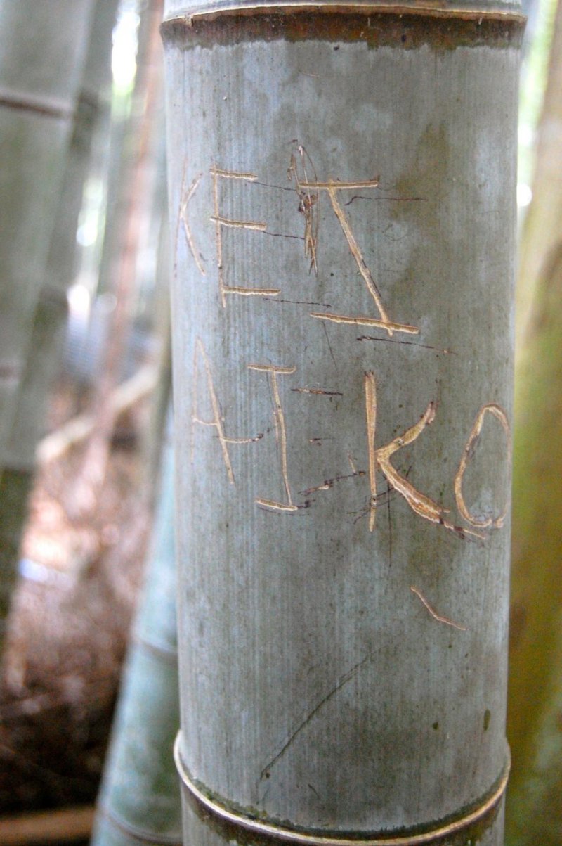 대나무 사랑