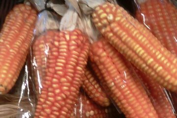 Corn in packages with white cotton sashes at the Farmers Market in Dekopon Country between Kumamoto Airport and Mount Aso or Aso san
