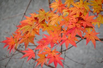 Autumn Colors at Ogawamachi Station