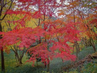 Beberapa warna kuning dan merah di antara pepohonan