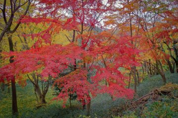 Some yellow and red colors in amongst the trees