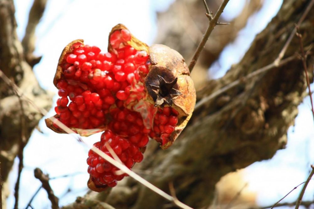 An overripe pomegranate bursts open on the branch, revealing the red jewels of its fruit.