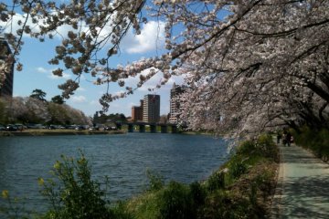 Sakura line the Yahagi River provind a perfect place for a picnic.