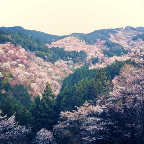 Sakura Gunung Yoshino di Nara